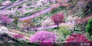 桜華園